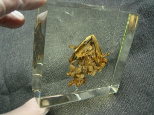 Schädel und Oberkörper von Discosauriscus - komplett freipräpariert