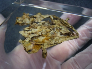 Schädel und Oberkörper von Discosauriscus - komplett freipräpariert