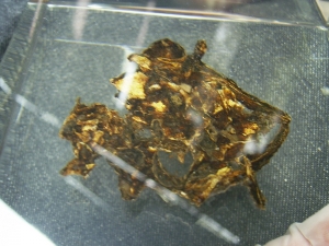 Schädel und Oberkörper von Discosauriscus - komplett freipräpariert