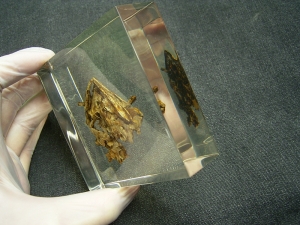 Schädel und Oberkörper von Discosauriscus - komplett freipräpariert