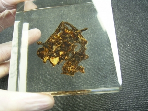 Schädel und Oberkörper von Discosauriscus - komplett freipräpariert