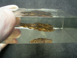 Schädel und Oberkörper von Discosauriscus - komplett freipräpariert