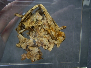 Schädel und Oberkörper von Discosauriscus - komplett freipräpariert