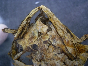 Schädel und Oberkörper von Discosauriscus - komplett freipräpariert