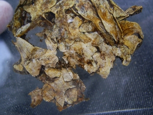 Schädel und Oberkörper von Discosauriscus - komplett freipräpariert