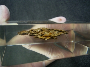 Schädel und Oberkörper von Discosauriscus - komplett freipräpariert