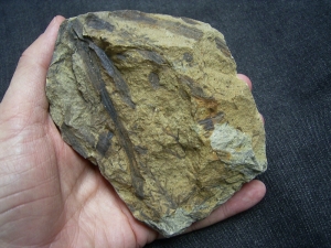 Pflanzenplatte aus dem Devon