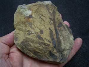 Pflanzenplatte aus dem Devon