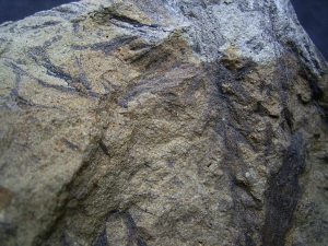 Pflanzenplatte aus dem Devon