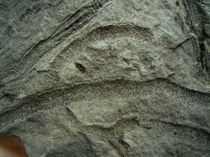 Pflanzenfossilien kristallisiert, Messelformation