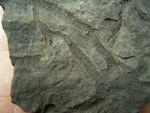 Pflanzenfossilien kristallisiert, Messelformation