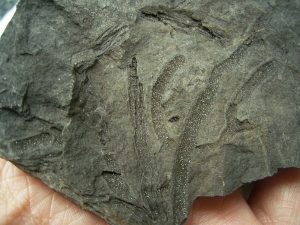 Pflanzenfossilien kristallisiert, Messelformation