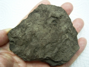 Pflanzenfossilien kristallisiert, Messelformation