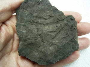 Pflanzenfossilien kristallisiert, Messelformation