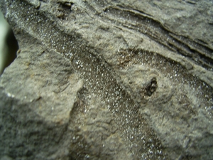 Pflanzenfossilien kristallisiert, Messelformation