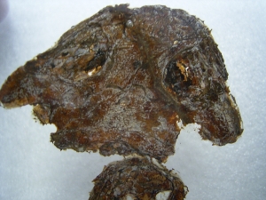 Teilskelett von Discosauriscus komplett freipräpariert