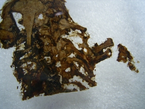 Teilskelett von Discosauriscus komplett freipräpariert