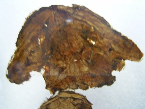 Teilskelett von Discosauriscus komplett freipräpariert