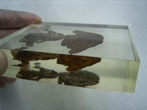 Teilskelett von Discosauriscus komplett freipräpariert