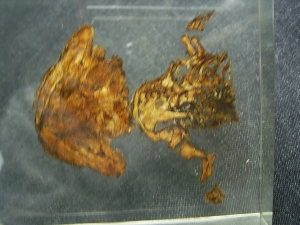 Teilskelett von Discosauriscus komplett freipräpariert