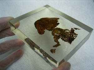 Teilskelett von Discosauriscus komplett freipräpariert