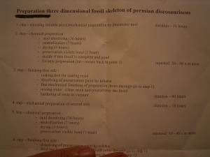 Teilskelett von Discosauriscus komplett freipräpariert