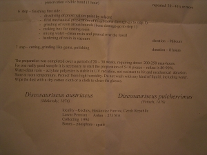 Teilskelett von Discosauriscus komplett freipräpariert