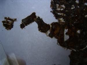 Teilskelett von Discosauriscus komplett freipräpariert