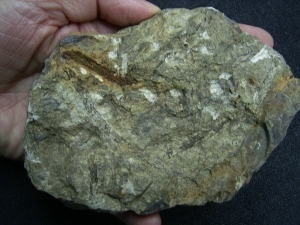 Leclerquia - superseltene Devonpflanze