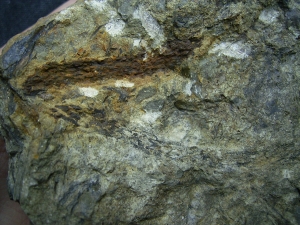 Leclerquia - superseltene Devonpflanze