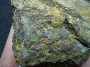 Leclerquia - superseltene Devonpflanze