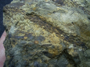 Leclerquia - superseltene Devonpflanze