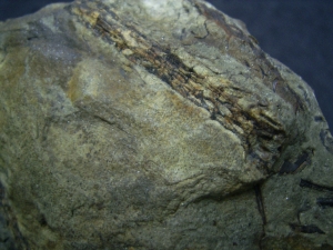 Leclerquia - superseltene Devonpflanze