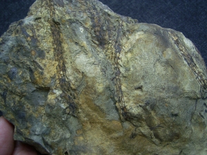 Leclerquia - superseltene Devonpflanze