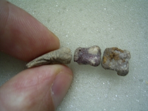 Finger von Eryops megacephalus