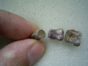 Finger von Eryops megacephalus