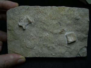 Thecodontier und Placoduswirbel aus dem Muschelkalk