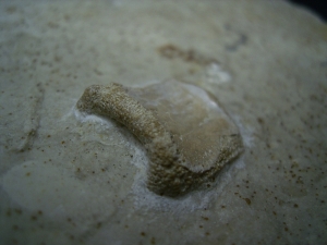 Thecodontier und Placoduswirbel aus dem Muschelkalk