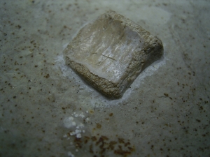 Thecodontier und Placoduswirbel aus dem Muschelkalk