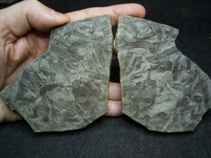 Pflanzen aus dem Unter-Devon Taeniocrada longisporangiata