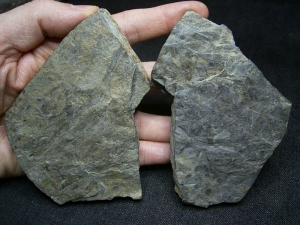 Pflanzen aus dem Unter-Devon Taeniocrada longisporangiata