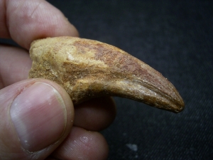 Dinosaurier Kralle von Deltadromaeus