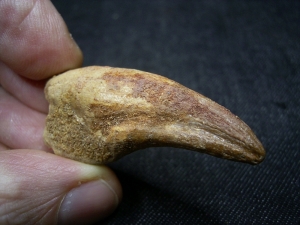 Dinosaurier Kralle von Deltadromaeus