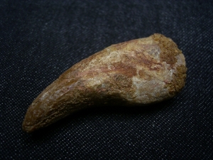 Dinosaurier Kralle von Deltadromaeus