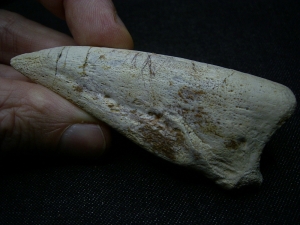 Kralle vom Raubsaurier Carcharodontosaurus