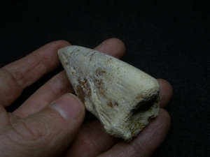 Kralle vom Raubsaurier Carcharodontosaurus