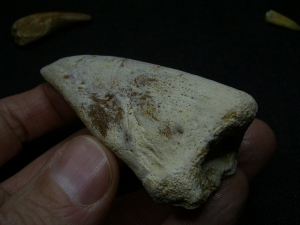 Kralle vom Raubsaurier Carcharodontosaurus