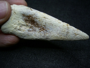 Kralle vom Raubsaurier Carcharodontosaurus