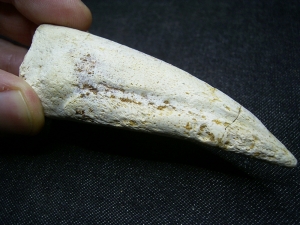 Kralle vom Raubsaurier Carcharodontosaurus