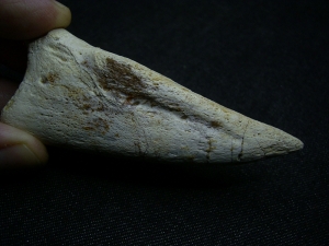 Kralle vom Raubsaurier Carcharodontosaurus